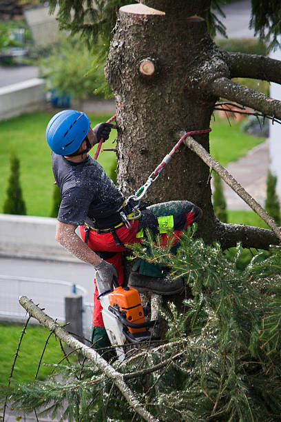 Trusted Menifee, CA Tree Services Experts